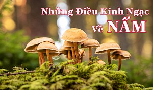 Nấm Và Những Điều Kinh Ngạc Về Chúng