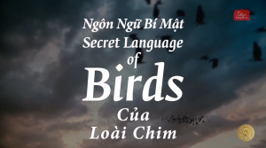 Ngôn Ngữ Của Các Loài Chim